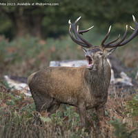 Buy canvas prints of Big mouth adult red deer by Kevin White
