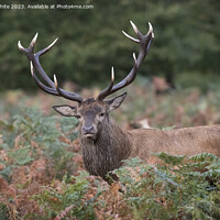 Buy canvas prints of Red deer with fully grown antlers by Kevin White