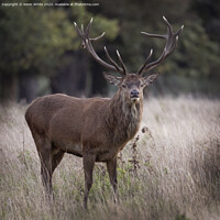 Buy canvas prints of Mighty red deer standing proud by Kevin White