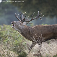 Buy canvas prints of Red deer stag in seach of a female by Kevin White