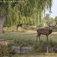 Buy canvas prints of Bushy Park red deer standing by a stream by Kevin White