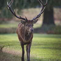 Buy canvas prints of Old male red deer with impressive antlers by Kevin White
