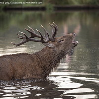Buy canvas prints of Red deer calling across the pond to a Hind he has spotted by Kevin White