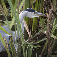 Buy canvas prints of Heron has spotted something in the long reeds by Kevin White