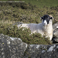 Buy canvas prints of Black headed sheep sheilding from the harsh winds behind a rock by Kevin White
