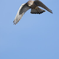 Buy canvas prints of Hovering kestrel preparing to dive down by Kevin White