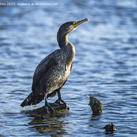 Buy canvas prints of Cormorant perched on a log fishing in a Surrey pond by Kevin White