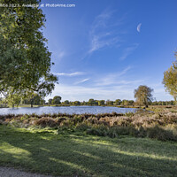 Buy canvas prints of Bushy Park half moon in sky on a bright November morning by Kevin White