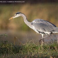 Buy canvas prints of Grey heron has an eye on something by Kevin White