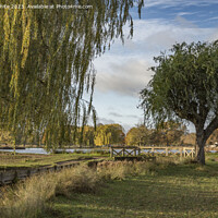 Buy canvas prints of Weeping willow over stream Bushy Park in the autumn by Kevin White