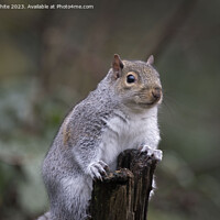 Buy canvas prints of Grey squirrel poses for the camera by Kevin White