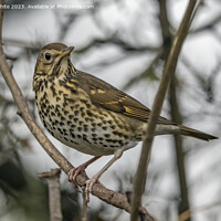 Buy canvas prints of Song Thrush observing his surround by Kevin White