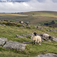 Buy canvas prints of Black face sheep on Dartmoor by Kevin White
