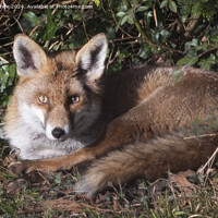 Buy canvas prints of Red fox laying in the sun by Kevin White