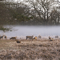 Buy canvas prints of Deer in the hovering mist by Kevin White