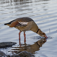 Buy canvas prints of Egyptian goose in shallow water by Kevin White