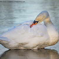 Buy canvas prints of Young white swan preening by Kevin White