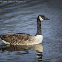 Buy canvas prints of Profile portrait of a Canada goose by Kevin White