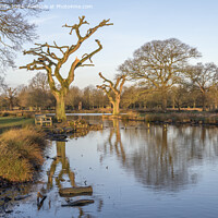 Buy canvas prints of New heavily pruned willow tree by Kevin White