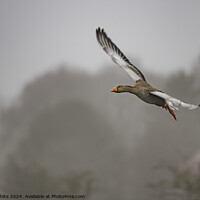 Buy canvas prints of Egyptian goose flying through the air by Kevin White
