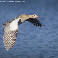 Buy canvas prints of Low flying Egyptian goose  by Kevin White