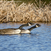 Buy canvas prints of Pair of geese warning off rivals by Kevin White