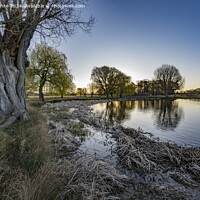 Buy canvas prints of Grasses and reeds waiting to sprout under and old willow tree by Kevin White