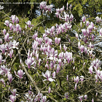 Buy canvas prints of Maginificent spring Magnolia by Kevin White
