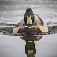 Buy canvas prints of Mallard duck on a mission by Kevin White