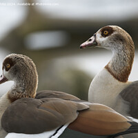 Buy canvas prints of Head shots of Egyptian geese by Kevin White