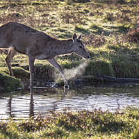 Buy canvas prints of Deer with hot breath crossing a stream by Kevin White