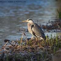 Buy canvas prints of Grey heron sitting with new growing reeds by Kevin White