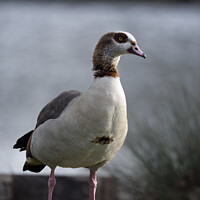 Buy canvas prints of Adult Egyptian goose by Kevin White