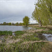 Buy canvas prints of Willow tree and reeds growing in spring by Kevin White