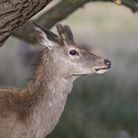 Buy canvas prints of Young deer sheilding under a tree by Kevin White