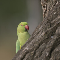 Buy canvas prints of Inquisitive green parakeet by Kevin White