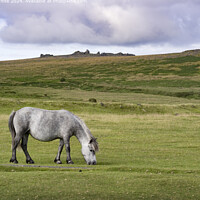 Colour Animals - General: Grey Pony on Moor