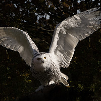 Buy canvas prints of Owl spotted something to eat by Kevin White