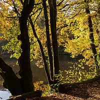Buy canvas prints of Lakeside trees by Kevin White