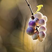 Buy canvas prints of Wild berries by Kevin White