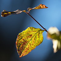 Buy canvas prints of Autumn leaf by Kevin White