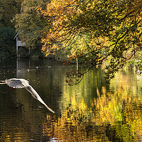 Buy canvas prints of Bird approaching pond by Kevin White