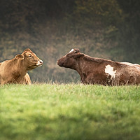 Buy canvas prints of Cows in field by Kevin White