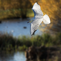 Buy canvas prints of Gull in flight by Kevin White