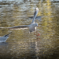 Buy canvas prints of bird landing in water by Kevin White