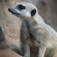 Buy canvas prints of Meerkat on guard by Kevin White
