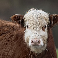 Buy canvas prints of cow portrait by Kevin White