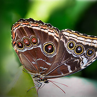 Buy canvas prints of Butterfly Blue Morpho by Kevin White