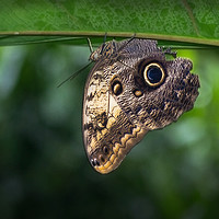 Buy canvas prints of Owl Butterfly  by Kevin White