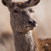 Buy canvas prints of Deer close up by Kevin White